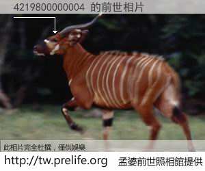 4219800000004 的前世相片