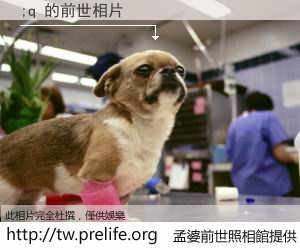 ;q 的前世相片