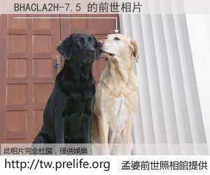 BHACLA2H-7.5 的前世相片