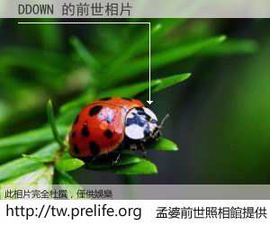 DDOWN 的前世相片