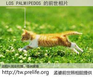 LOS PALMIPEDOS 的前世相片
