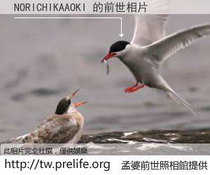 NORICHIKAAOKI 的前世相片