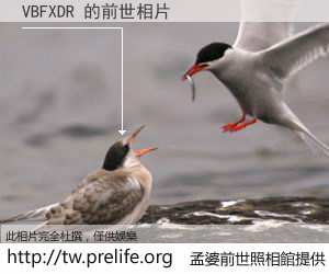 VBFXDR 的前世相片