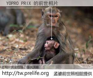 YOPRO PRIX 的前世相片