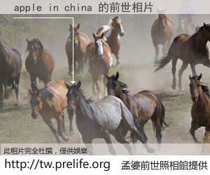 apple in china 的前世相片
