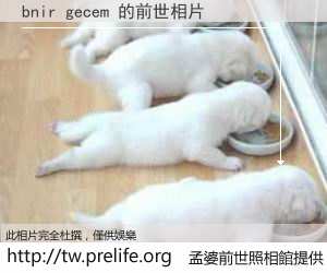 bnir gecem 的前世相片