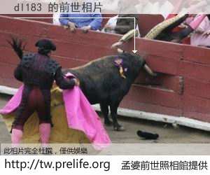 dl183 的前世相片
