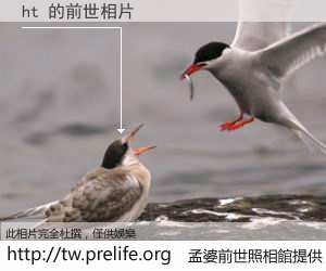 ht 的前世相片