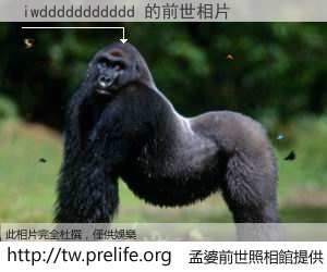 iwddddddddddd 的前世相片