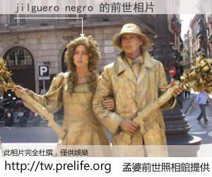 jilguero negro 的前世相片