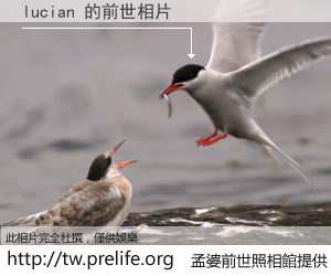 lucian 的前世相片