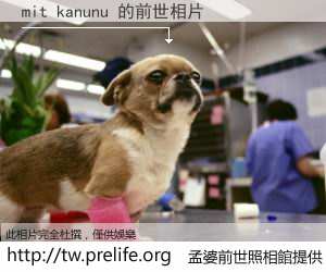 mit kanunu 的前世相片