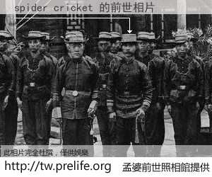 spider cricket 的前世相片