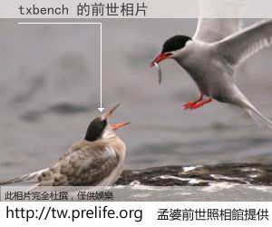 txbench 的前世相片
