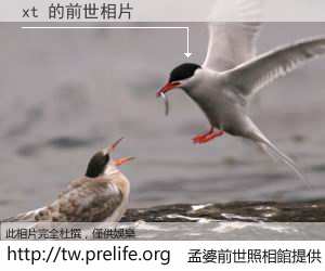 xt 的前世相片