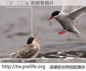 �}���p 的前世相片