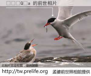 ���Q�a 的前世相片