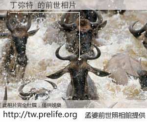 丁弥特 的前世相片
