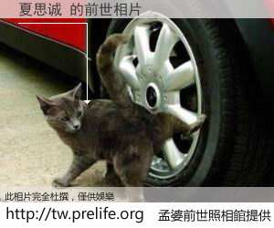 夏思诚 的前世相片