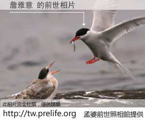 詹雅意 的前世相片