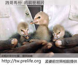 跩哥馬份 的前世相片