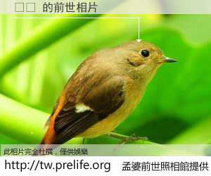 재개 的前世相片