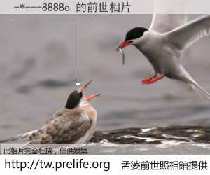 -*---8888o 的前世相片