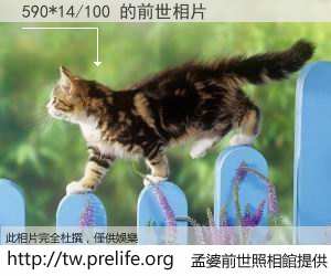590*14/100 的前世相片