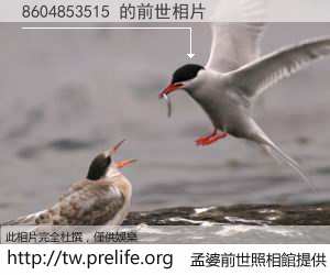 8604853515 的前世相片