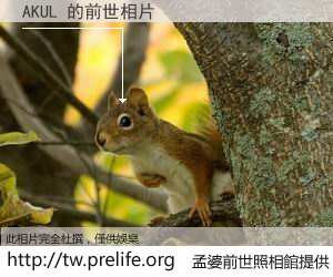 AKUL 的前世相片