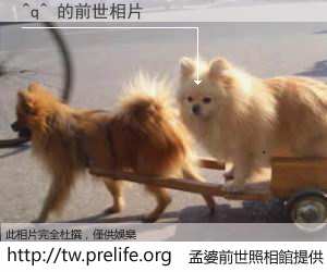 ^q^ 的前世相片
