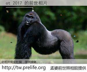 ot 2017 的前世相片