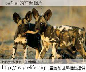 cafra 的前世相片
