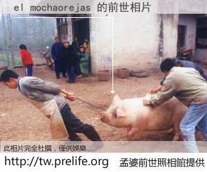 el mochaorejas 的前世相片