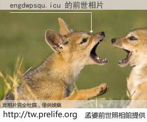 engdwpsqu.icu 的前世相片