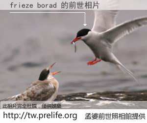frieze borad 的前世相片
