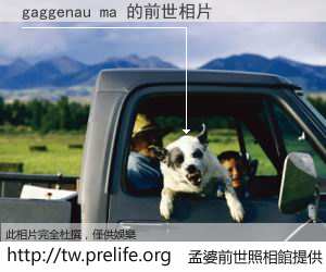 gaggenau ma 的前世相片