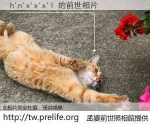 h'n'x'x'x'l 的前世相片