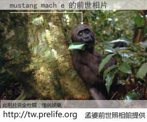 mustang mach e 的前世相片