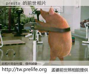 presto 的前世相片