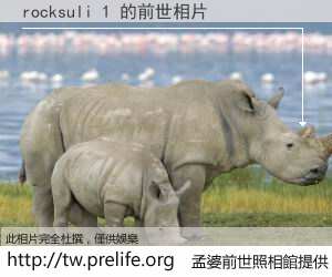 rocksuli 1 的前世相片