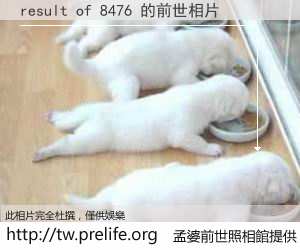 result of 8476 的前世相片