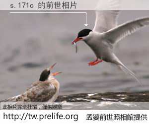 s.171c 的前世相片