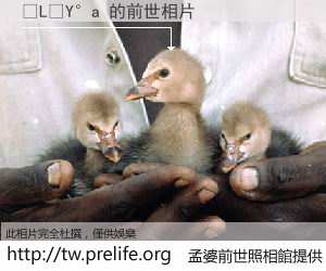 �L�Y�a 的前世相片