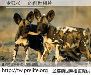 令狐杉一 的前世相片