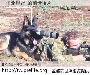 华北理肾 的前世相片