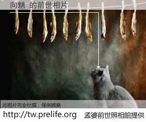 向魑 的前世相片