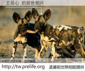 王辰心 的前世相片