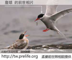 詹媴 的前世相片