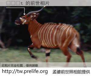 êºÏÖt çš„å‰ä¸–相片